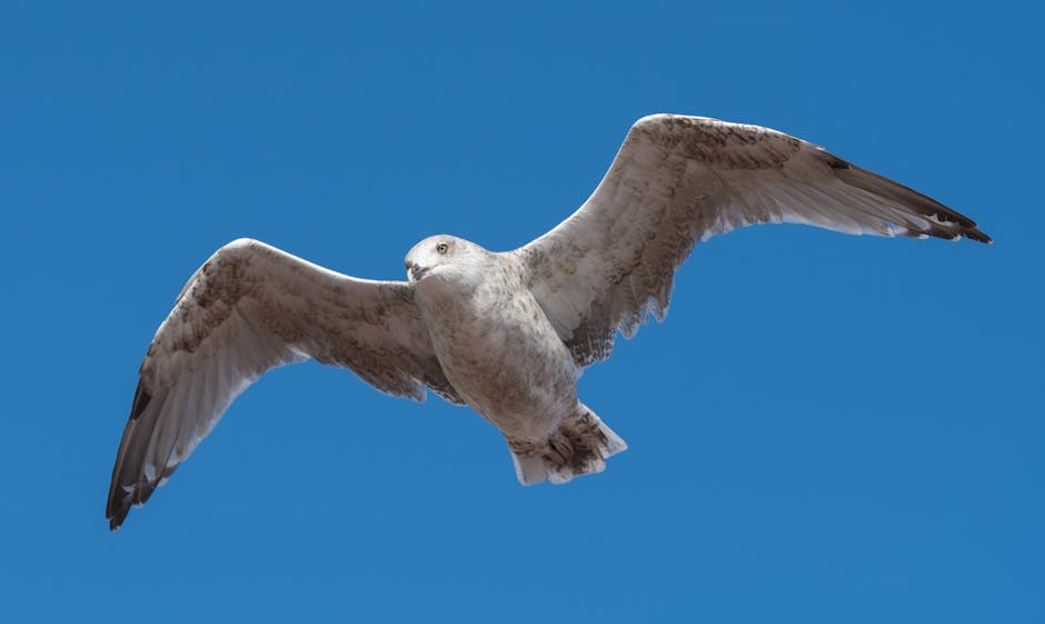 Photographer tracking a bird in flight with a long lens mounted on a gimbal tripod head